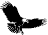 Black and white eagle